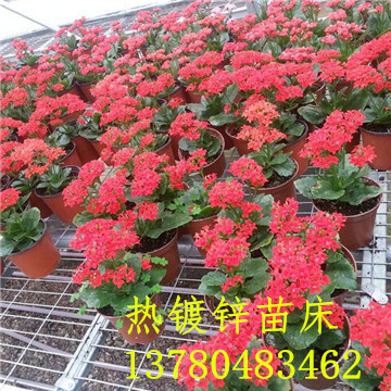 <a href='/' target='_blank'><a href='http://www.huaqiaoshengliankao.cn/miaochuangsheshi/203.html'target='_blank'>花架網(wǎng)</a></a>