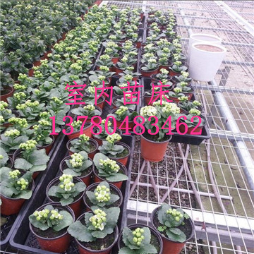 溫室<a href='/' target='_blank'><a href='http://www.huaqiaoshengliankao.cn/miaochuangsheshi/203.html'target='_blank'>花架網(wǎng)</a></a>廠家